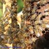 Reine entourée de ses nourrices kaina-bees