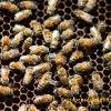 Reine en train de pondre kaina-bees