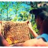 L'apiculteur observe un cadre de la ruche kaina-bees