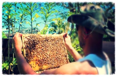 Cadre kaina-bees