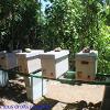 Une ruchette d'élevage kaina-bees