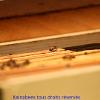 Abeille sur un cadre kaina-bees