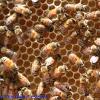 Des abeilles en gros plan sur des cellules ouvertes kaina-bees