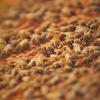 Abeilles sur un cadre de profil kaina-bees